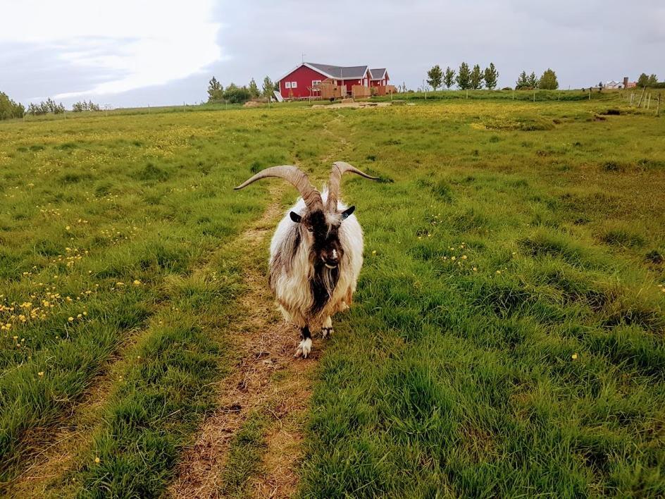 Skalatjoern Guesthouse Skalatjorn Eksteriør billede